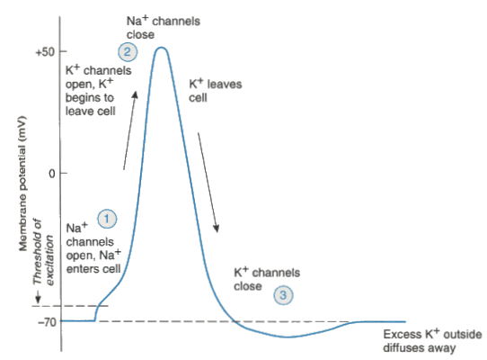 action potential graph labeled