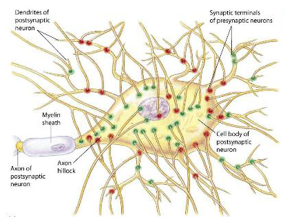 Axon hillock - Wikipedia