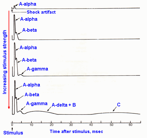 Action potential: Firing up the Soma: Unleashing Action Potentials -  FasterCapital