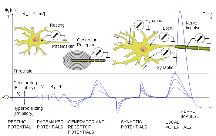 action potential graph hyperpolarization