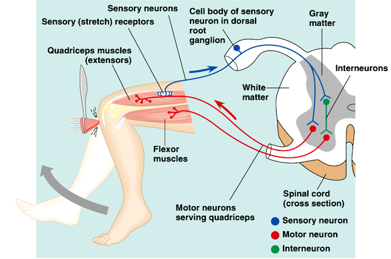 brain and spinal cord reflexes