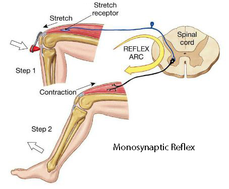 brain and spinal cord reflexes