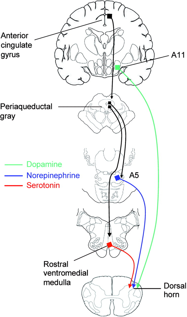 Nociceptive Pathways