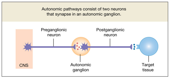 parasympathetic ganglion