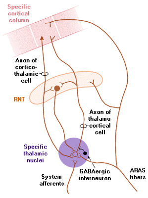 arousal reticular activating circuits