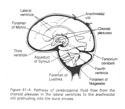 diagram of the cerebro spinal fluid system
