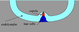 magnification of the crista ampullaris