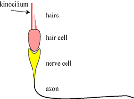 one hair cell
