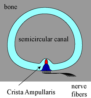 a diagram of the semi circular canal