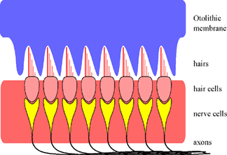 diagram of the macula