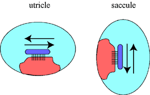 diagram of the saccule and the utricle