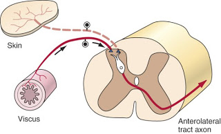 Nociceptive Pathways