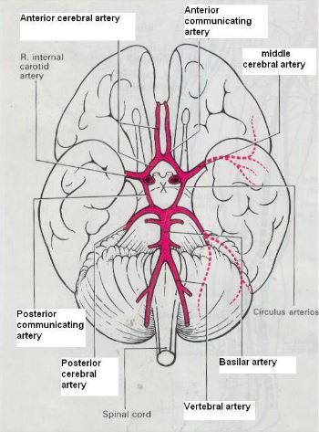 Cerebral Ventricles and Vessels