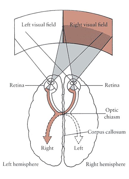 Neurosciences