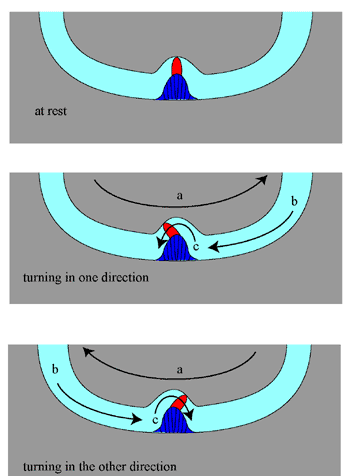 effect of rotation on the crista ampullaris